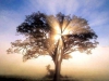 Illuminated Tree of Life
