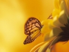 \'Monarch Butterfly on Daisy\'