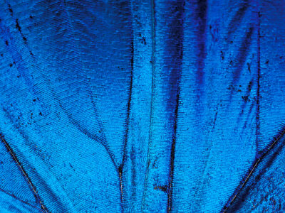 Whoa! Now that\'s blue! :: \'Detail of Blue Morpho Wing, Barro Colorado ...