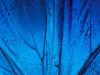 Whoa!  Now that\'s blue! :: \'Detail of Blue Morpho Wing, Barro Colorado Island, Panama\' by Christian Ziegler