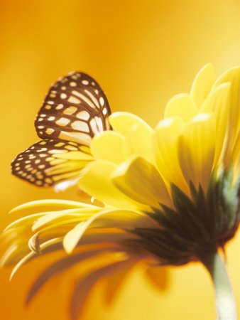 Emergence… and Butterflies