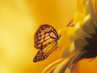 Emergence… Metamorphosis