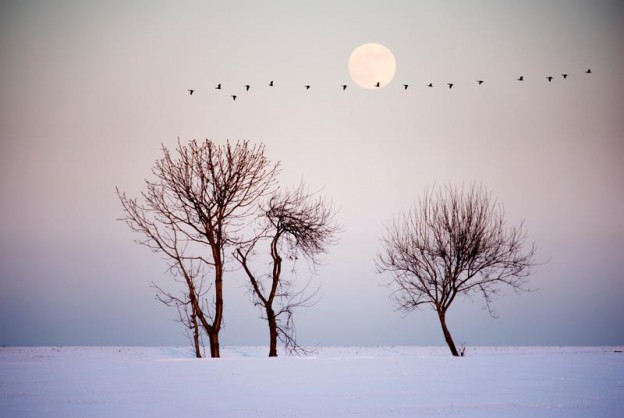 The Infinity of Simplicity